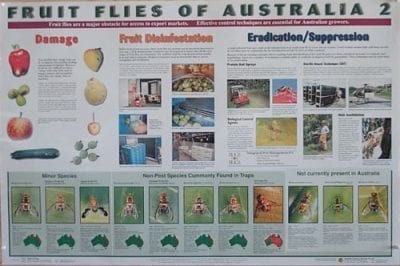 Fruit Fly Posters