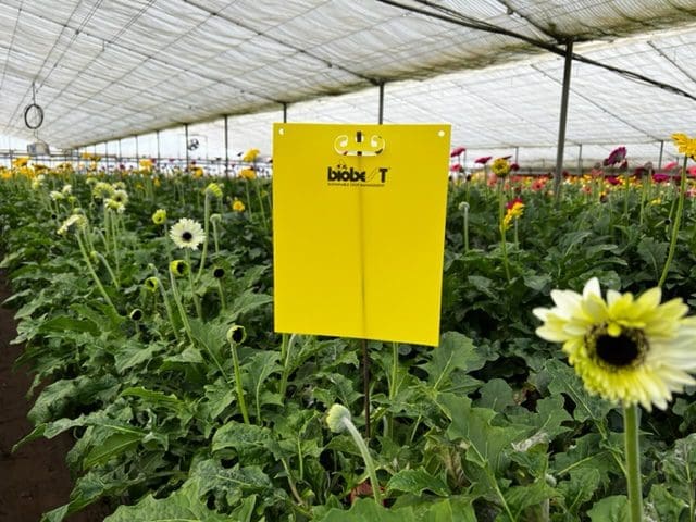 BB Sticky Trap Yellow Plus (25x20cm) (20 traps/pack)
