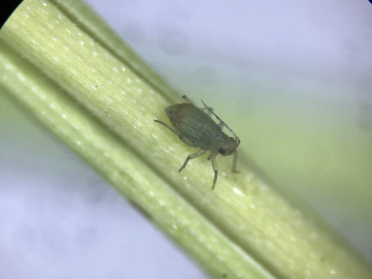 Plant Aphids Natural Reduction Options | Bugs for Bugs