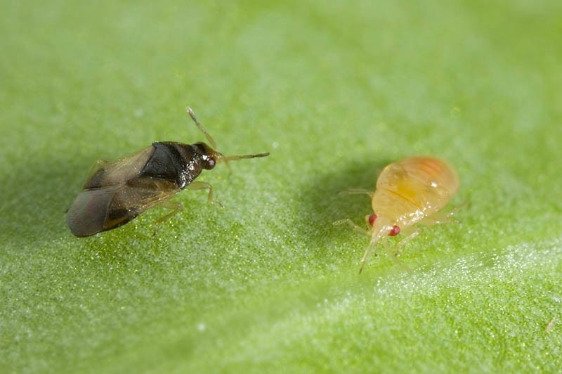 Orius Bugs For Bugs