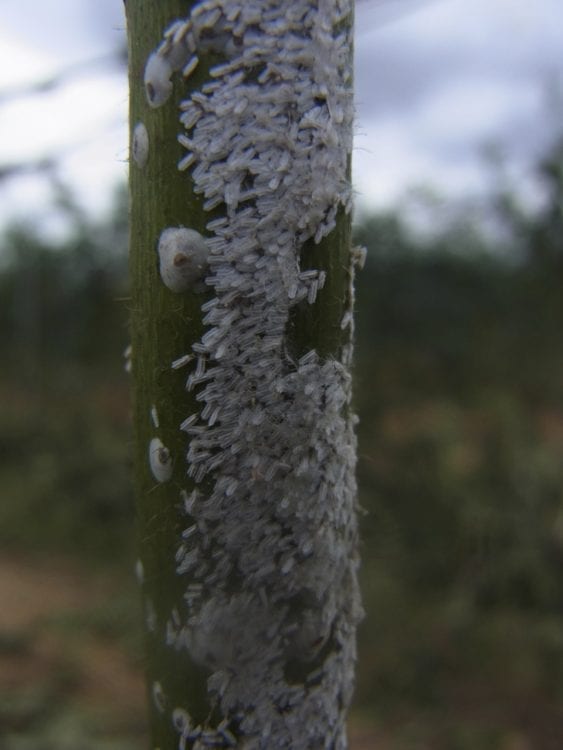 Scale insects  Bugs For Bugs