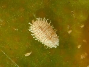 Citrus mealybug (Photo: Dan Papacek)