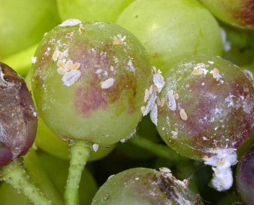 Mealybug on grapes