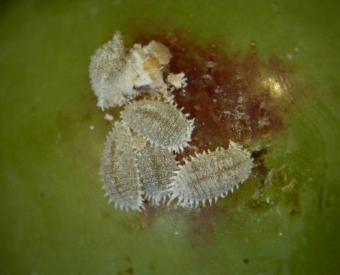 Mealybug in grapes