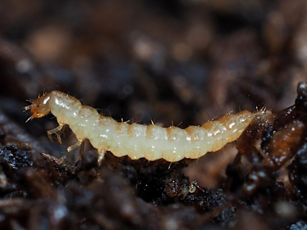 Dalotia Rove Beetle Larva Biobest Bugs For Bugs