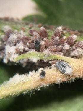 Wooly apple aphid – Bugs For Bugs