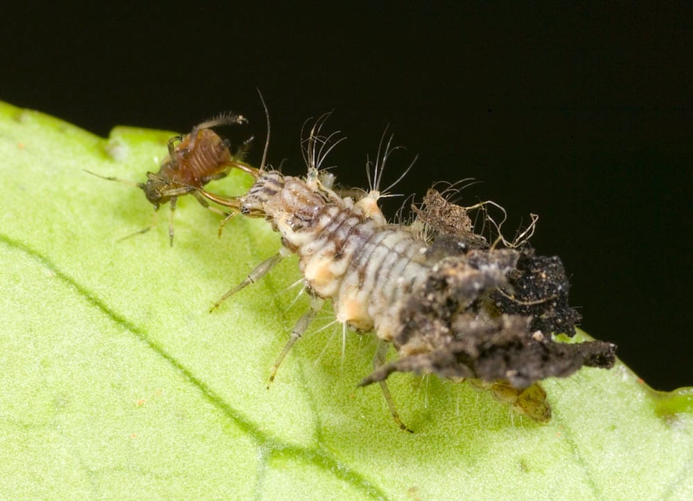 Bildresultat för chrysopoidea larvae