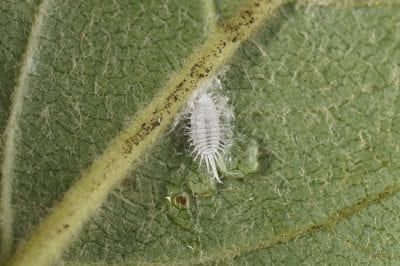 Longtailed mealybug in grapevine