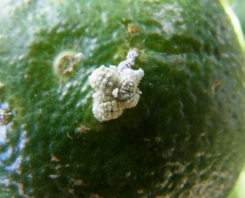 Mealybug (Nippaecoccus viridis) on citrus fruit
