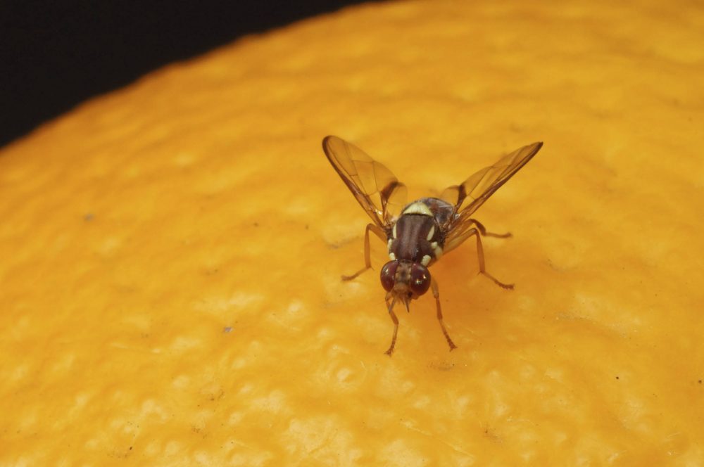 Image result for fruit fly