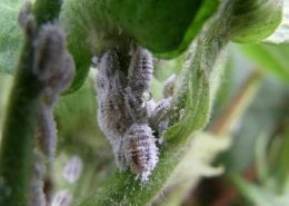 Solenopsis mealybug on cotton