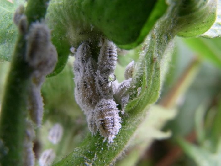 Solenopsis mealybug on cotton | Bugs For Bugs