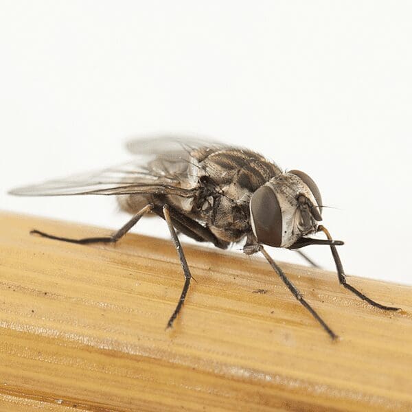 Stable fly (Photo: Pia Scanlon DAFWA)