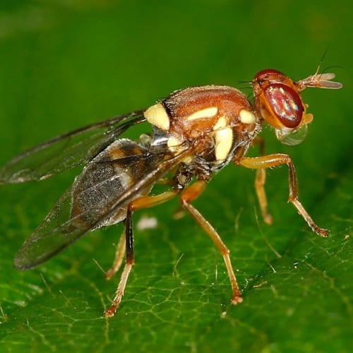 Controlling Mediterranean fruit fly: cover sprays