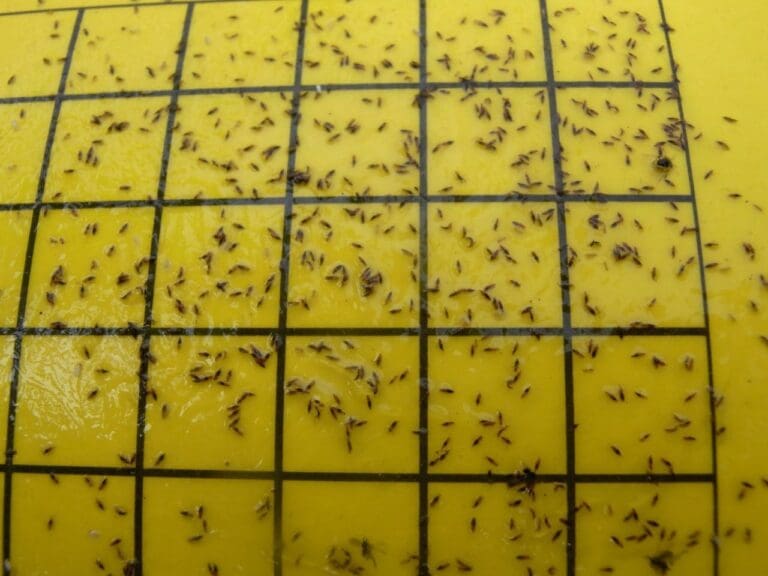 Bugs for Bugs Sticky Trap Yellow | Bugs For Bugs