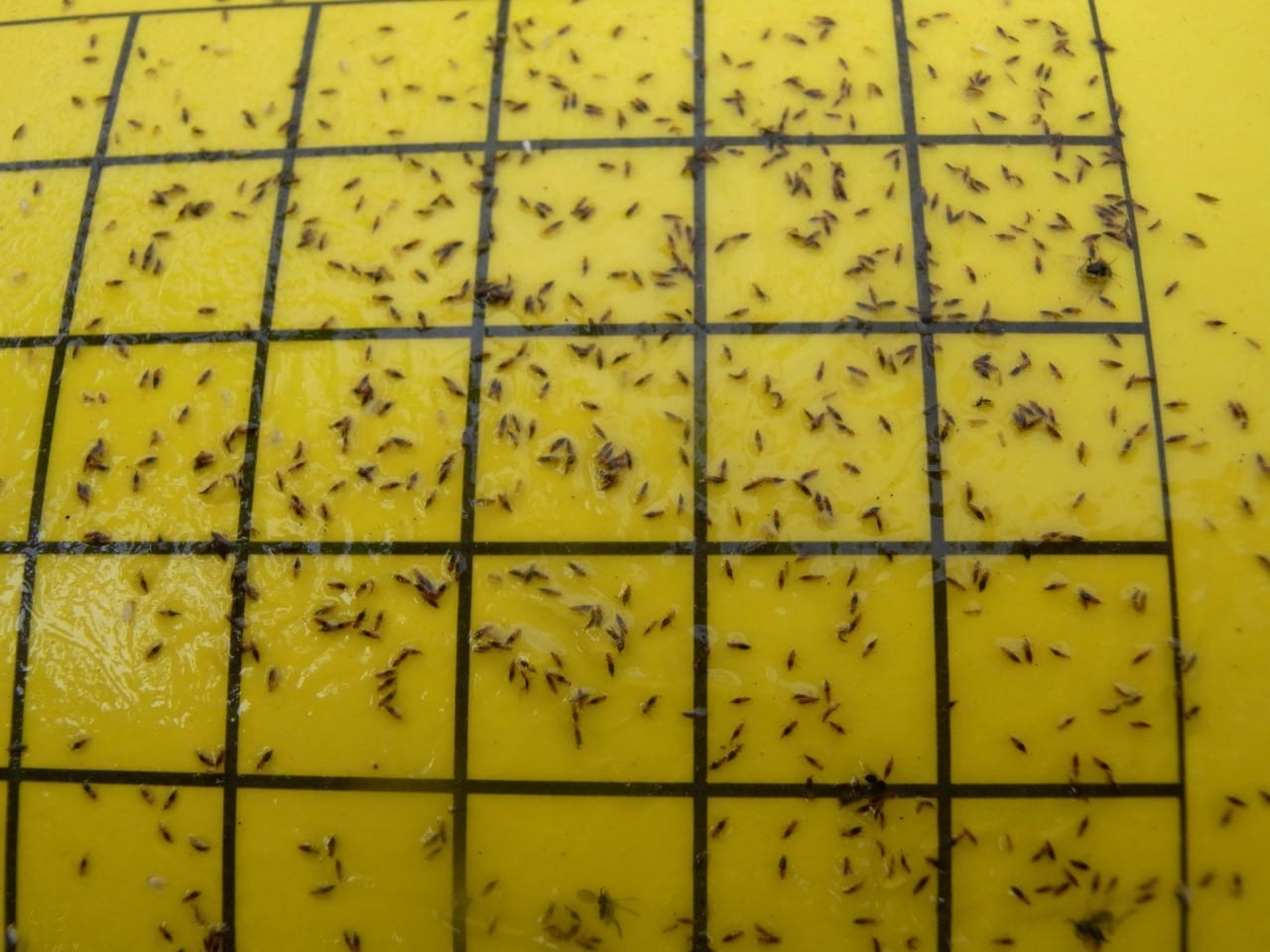 Bugs for Bugs Sticky Trap Yellow