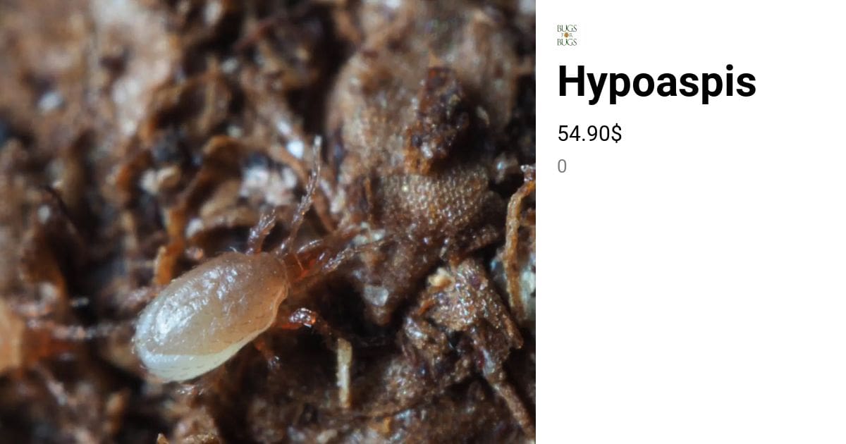 Hypoaspis miles | Bugs For Bugs