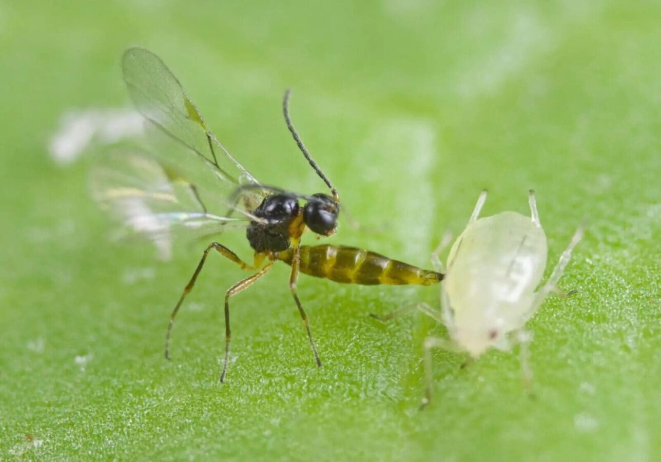 Biological Control of Aphids | Parasitoid Wasp