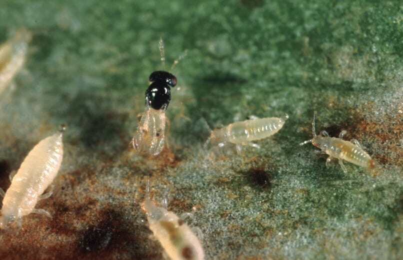 Thrips  Bugs For Bugs